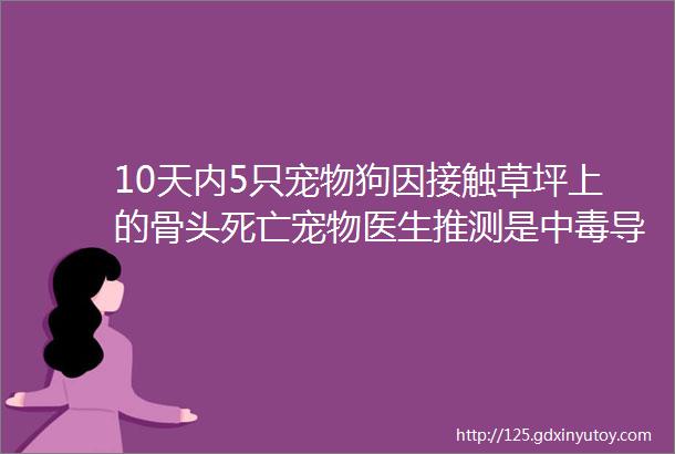 10天内5只宠物狗因接触草坪上的骨头死亡宠物医生推测是中毒导致