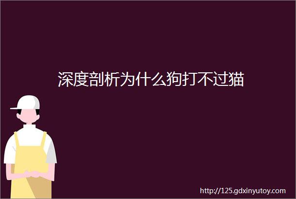 深度剖析为什么狗打不过猫